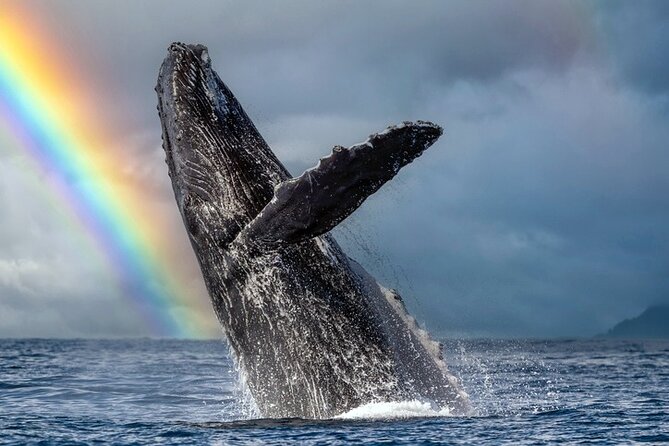 1.5 Hour Waikiki Whale Watching with E Sea Diver (Shuttle Option) - What to expect from the 1.5 to 2-hour whale watch