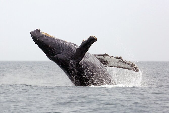 1.5 Hour Waikiki Whale Watching with E Sea Diver (Shuttle Option) - Key things that make this whale watch worth considering