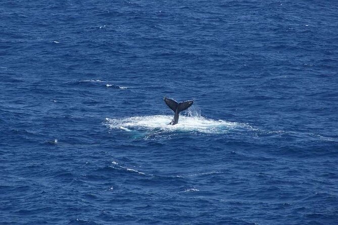 1.5 Hour Waikiki Whale Watching with E Sea Diver (Shuttle Option) - Onboard comfort: snacks, bathrooms, binoculars, and a view you can actually use