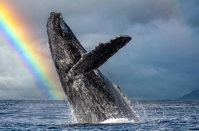 1.5 Hour Waikiki Whale Watching with E Sea Diver (Shuttle Option) - How the humpback hunt actually works (and why “no whales” still isn’t wasted time)