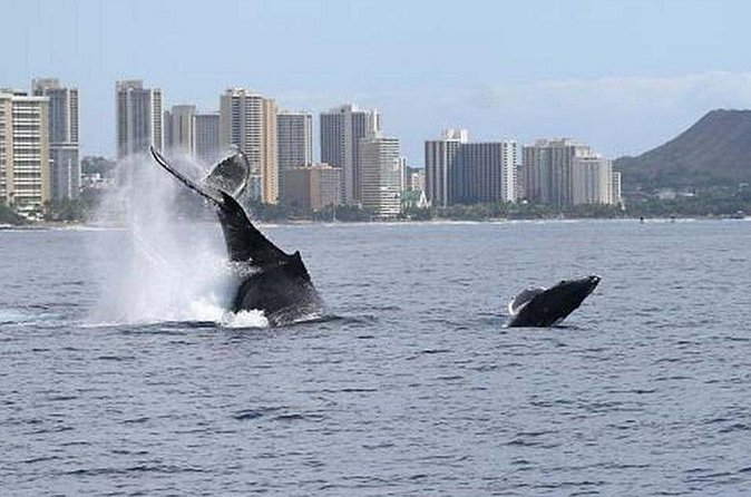 1.5 Hour Waikiki Whale Watching with E Sea Diver (Shuttle Option) - Price and extras: where $29 can turn into a more realistic budget