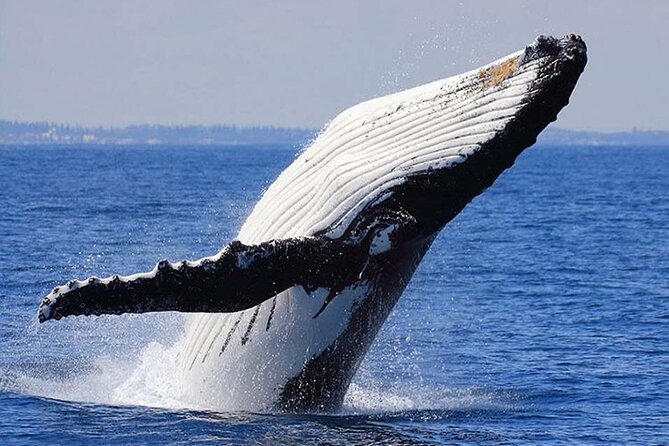 1.5 Hour Waikiki Whale Watching with E Sea Diver (Shuttle Option) - Who this cruise suits best (and who should choose differently)
