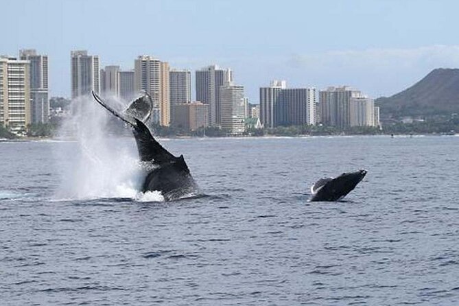 1.5 Hour Waikiki Whale Watching with E Sea Diver (Shuttle Option) - Should you book the E Sea Diver whale watch?