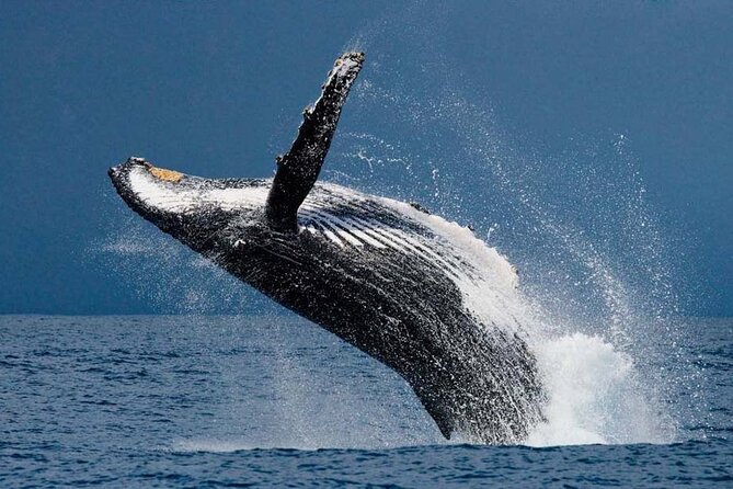 1.5 Hour Waikiki Whale Watching with E Sea Diver (Shuttle Option) - Ala Moana Pier to the water: the easiest way to start whale season on Oahu