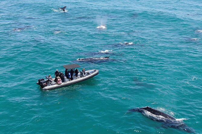 1 Day Whale Watching at Yzerfontein - Key points that matter before you go