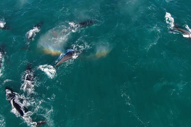 1 Day Whale Watching at Yzerfontein - Why Yzerfontein’s humpback season feels so special from a RIB
