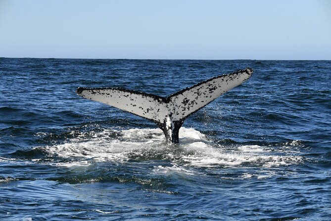 1 Day Whale Watching at Yzerfontein - What you might see: supergroups, calves, breaching, dolphins, seals, and birds