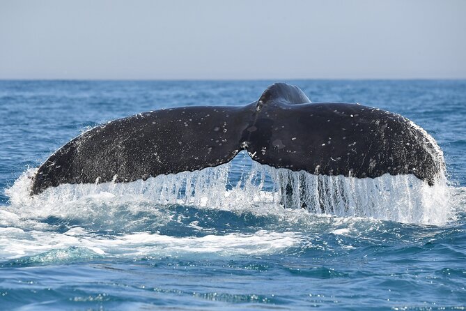 1 Day Whale Watching at Yzerfontein - What happens after the sea time: picnic lunch and whale debrief