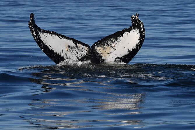 1 Day Whale Watching at Yzerfontein - Price and value: is $331.87 per person fair?