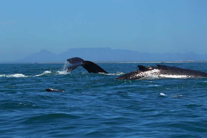 1 Day Whale Watching at Yzerfontein - Who this trip fits best (and who should consider alternatives)