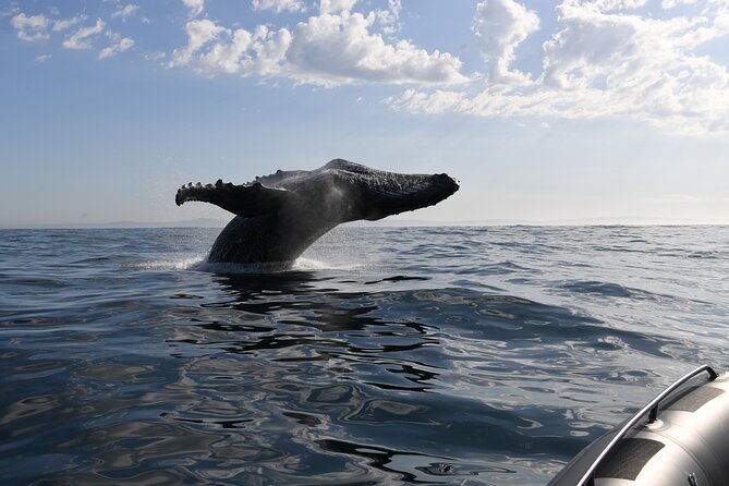 1 Day Whale Watching at Yzerfontein - Weather reality and the one-day nature of whale watching