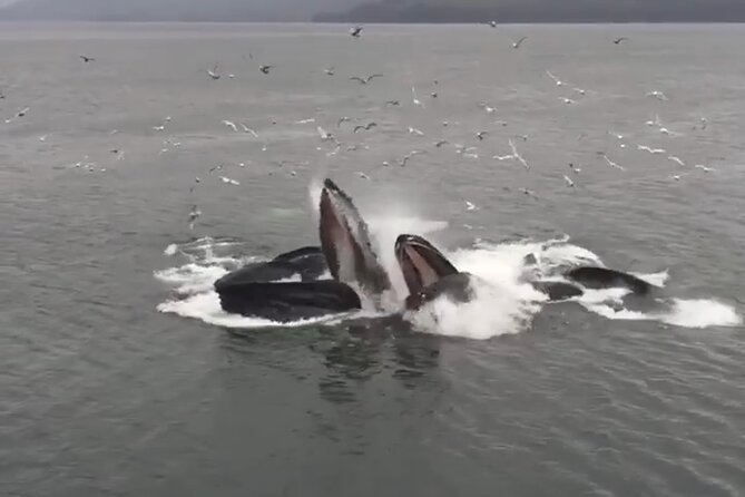 14 passenger Whale Watching Tours in Icy Strait aka Hoonah AK - What Happens Once You Board: Cozy Warmth and Captain-Led Spotting