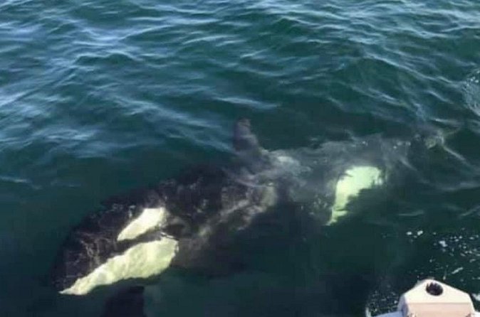 14 passenger Whale Watching Tours in Icy Strait aka Hoonah AK - The Wildlife Odds in Icy Straits: Humpbacks Guaranteed and More