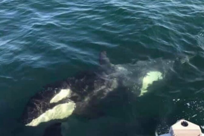 14 passenger Whale Watching Tours in Icy Strait aka Hoonah AK - Price and Value: What $292.86 Buys You
