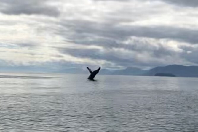 14 passenger Whale Watching Tours in Icy Strait aka Hoonah AK - Getting on the Water: 7:00 AM Pickup at Icy Strait Point