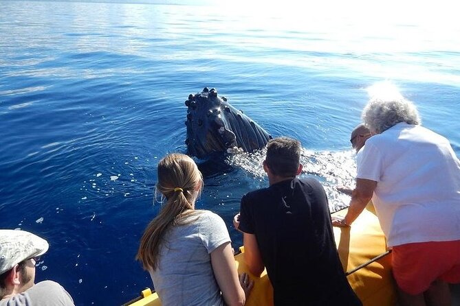 2.5 Hour Whale Escape Tour - Key things that make this whale watch worth your time