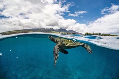 2.5 Hour Whale Escape Tour - Small-group size: how max 6 changes the experience