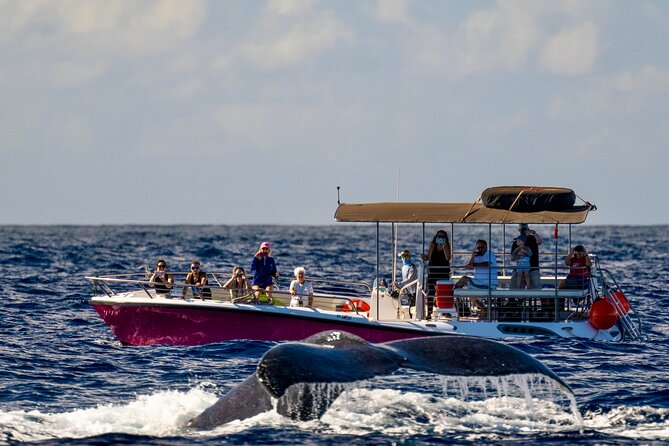 2 Hour Afternoon Lahaina Whale Watch - Key Things You’ll Notice on This 2-Hour Whale Watch