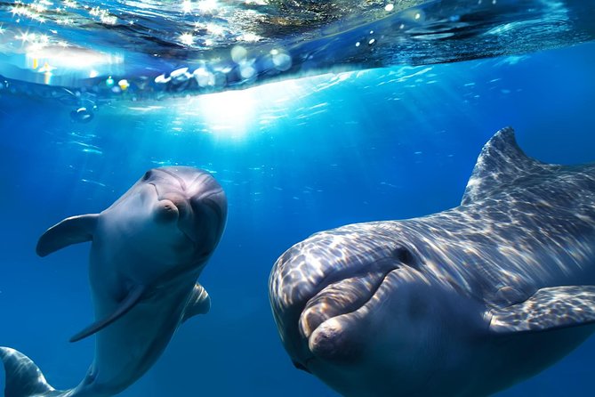2-Hour Dolphin and Whale Watching in Gran Canaria - Key things that make this cruise worth your time