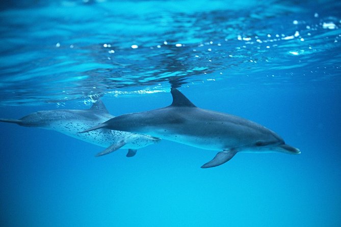 2-Hour Dolphin and Whale Watching in Gran Canaria - Puerto Rico, Gran Canaria: the easy launch point for Atlantic spotting