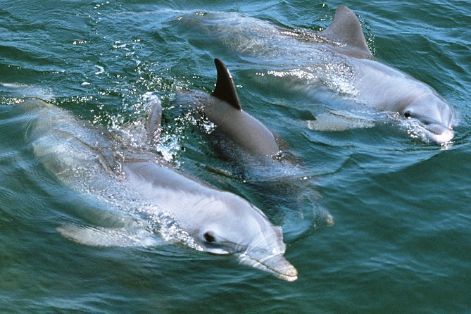 2-Hour Dolphin and Whale Watching in Gran Canaria - Deck time vs. sea sickness: the real trade-off to plan for