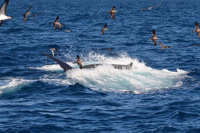 2-Hour Dolphin and Whale Watching in Gran Canaria - The onboard bar and what your $42-ish fare covers
