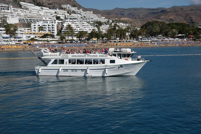 2-Hour Dolphin and Whale Watching in Gran Canaria - Who should book this dolphin and whale watching cruise
