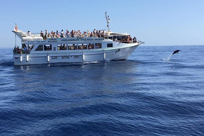 2-Hour Dolphin and Whale Watching in Gran Canaria - Meeting point and boarding: arriving before 10:15 matters