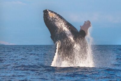 2-Hour Ma'alaea Humpback Whale Watching Cruise for up to 6 Guests - Check-in at the 1910 Ma‘alaea General Store: part ritual, part value