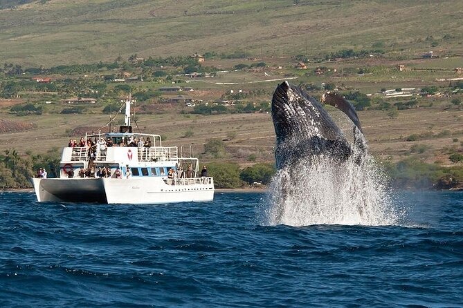 2-Hour Oahu Whale Watch from Ala Wai Harbor, Waikiki - Why a 2-Hour Waikiki Whale Watch Fits Real Vacation Schedules