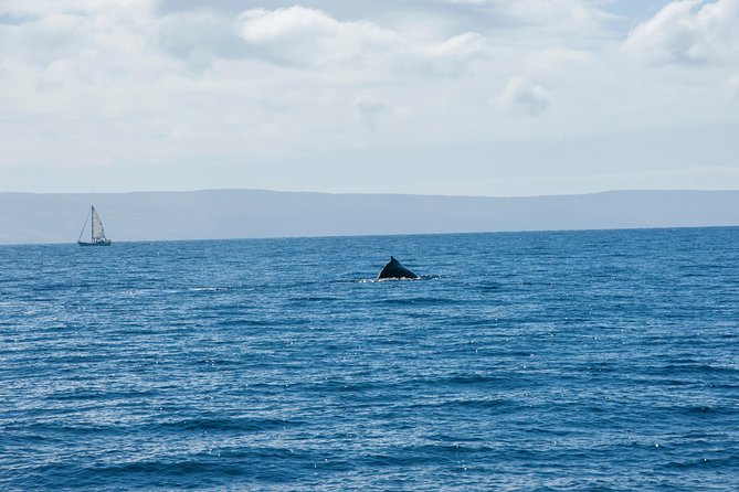 2-Hour Oahu Whale Watch from Ala Wai Harbor, Waikiki - BYOB and Snacks: Why This Matters More Than You Think