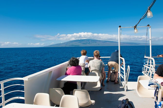 2-Hour Oahu Whale Watch from Ala Wai Harbor, Waikiki - Weather Reality: This Tour Runs, But the Ocean Sets the Rules