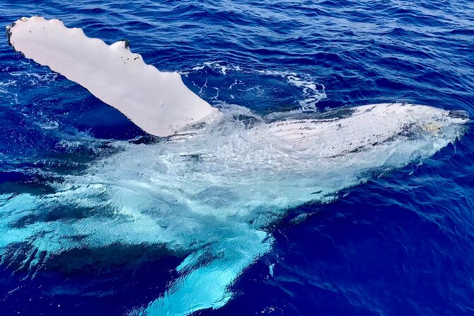 2 Hour Prime Time Maui Whale Watching - Small-Group Watching: Why 20 People Feels Different