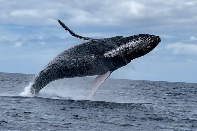 2 Hour Prime Time Maui Whale Watching - West Maui Views That Keep You Looking Even Between Whale Surfaces