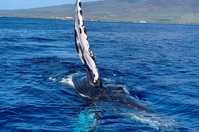 2 Hour Prime Time Maui Whale Watching - What You Might See: Breaches, Calves, Battles, and the Fun Extras