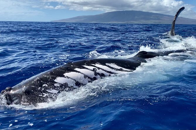 2 Hour Prime Time Maui Whale Watching - Comfort, Safety, and Practical Tips for a Smooth Morning