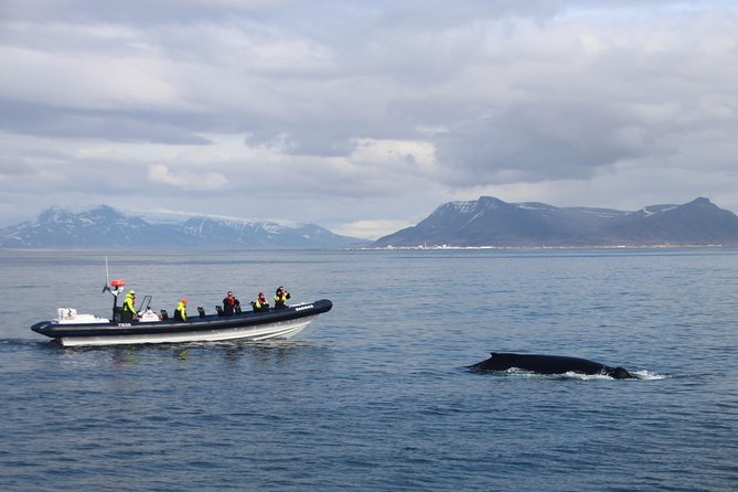 2-Hour RIB Boat Whale Watching Tour from Reykjavik - Price and what you’re really paying for