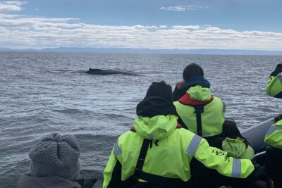 2-Hour RIB Boat Whale Watching Tour from Reykjavik - The RIB boat experience: speed, control, and shock-absorbing seats