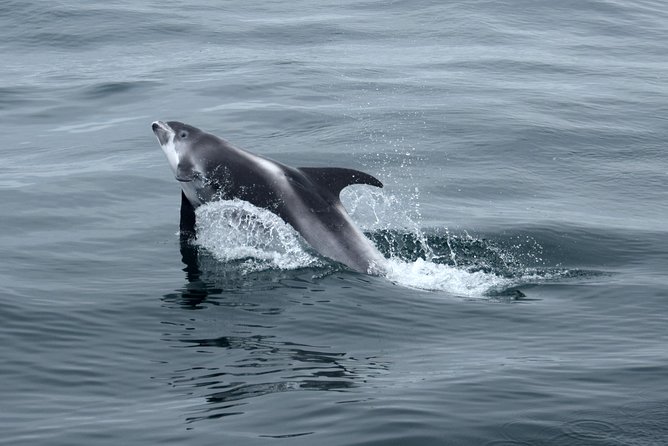 2-Hour RIB Boat Whale Watching Tour from Reykjavik - Out into Faxaflói Bay: Esja views and the hunt