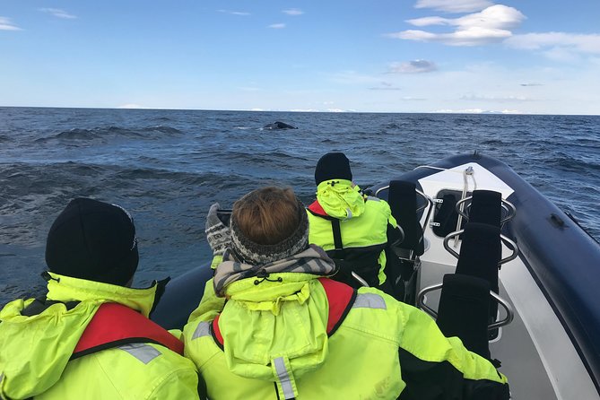 2-Hour RIB Boat Whale Watching Tour from Reykjavik - The animals you’re most likely to see (and how the trip finds them)