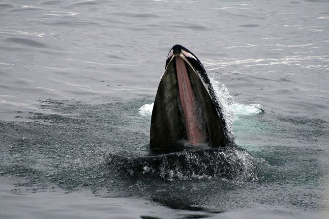 2-Hour RIB Boat Whale Watching Tour from Reykjavik - Back to shore: Reykjavík coastline and the wrap-up