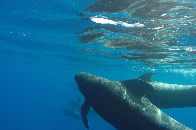 2 hour trip to see whales dolphins puerto colon adeje - Puerto Colón departure: your 2-hour sea window