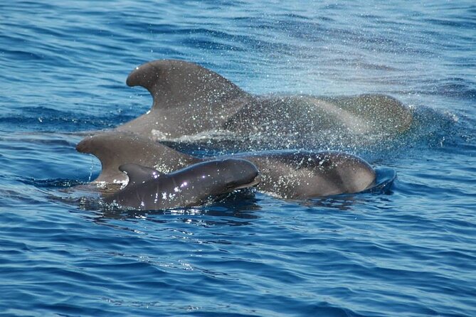 2 hour trip to see whales dolphins puerto colon adeje - Costa Adeje from the water: beaches, sea views, and the volcano