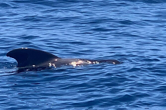 2 hour trip to see whales dolphins puerto colon adeje - Who runs the show: small-group guides and friendly captains