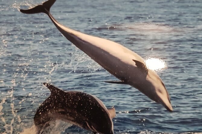 2 hour trip to see whales dolphins puerto colon adeje - Price and value: does $43.45 make sense for a 2-hour sea trip?