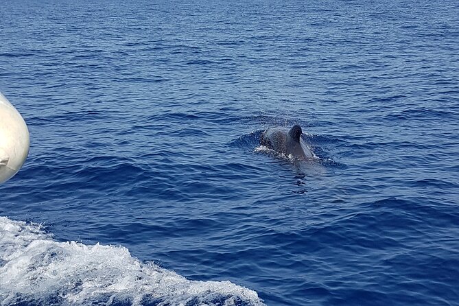 2 hour trip to see whales dolphins puerto colon adeje - How to be ready: small practical tips that pay off