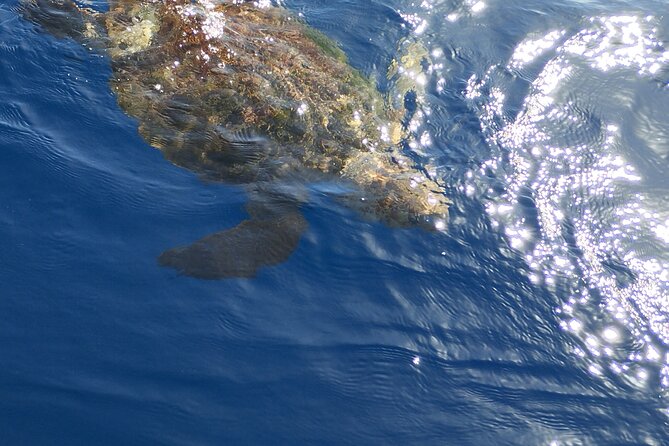 2 hour trip to see whales dolphins puerto colon adeje - Who should book this cruise—and who might prefer something else