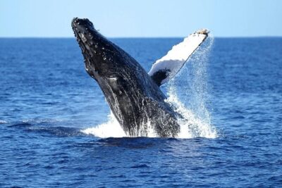 2 Hour Waikiki Whale Watching Cruise from Oahu - Boarding at 1025 Ala Moana Blvd: smooth start, big location advantage