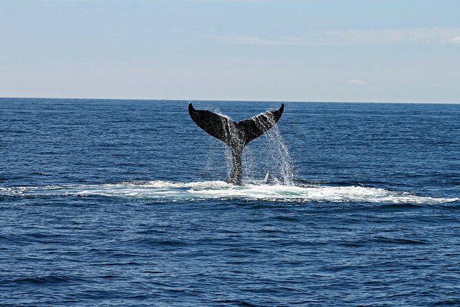 2 Hour Waikiki Whale Watching Cruise from Oahu - What other wildlife sightings feel like in the real world