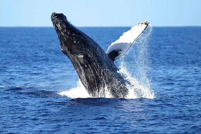 2 Hour Waikiki Whale Watching Cruise from Oahu - Boarding at 1025 Ala Moana Blvd: smooth start, big location advantage